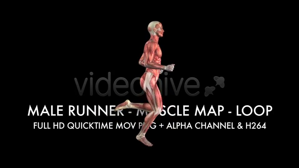Muscle Map Male Runner Loop Videohive 5325498 Motion Graphics Image 6