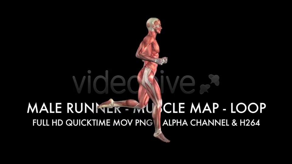 Muscle Map Male Runner Loop Videohive 5325498 Motion Graphics Image 7