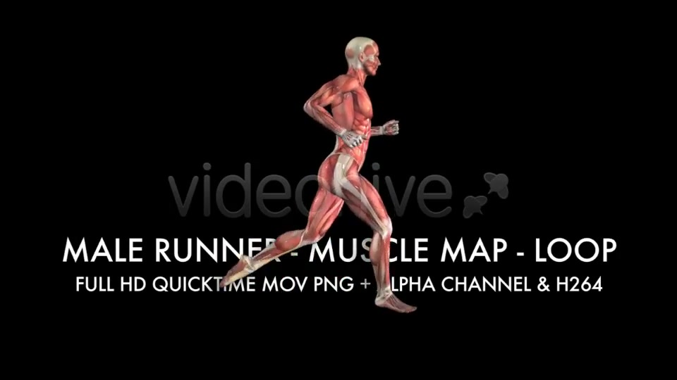 Muscle Map Male Runner Loop Videohive 5325498 Motion Graphics Image 8