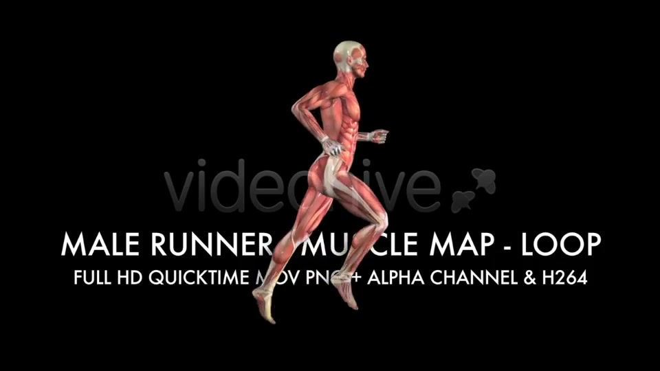 Muscle Map Male Runner Loop Videohive 5325498 Motion Graphics Image 9