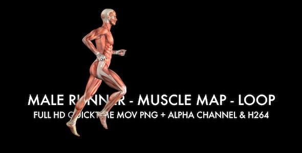 Muscle Map Male Runner Loop - 5325498 Videohive Download