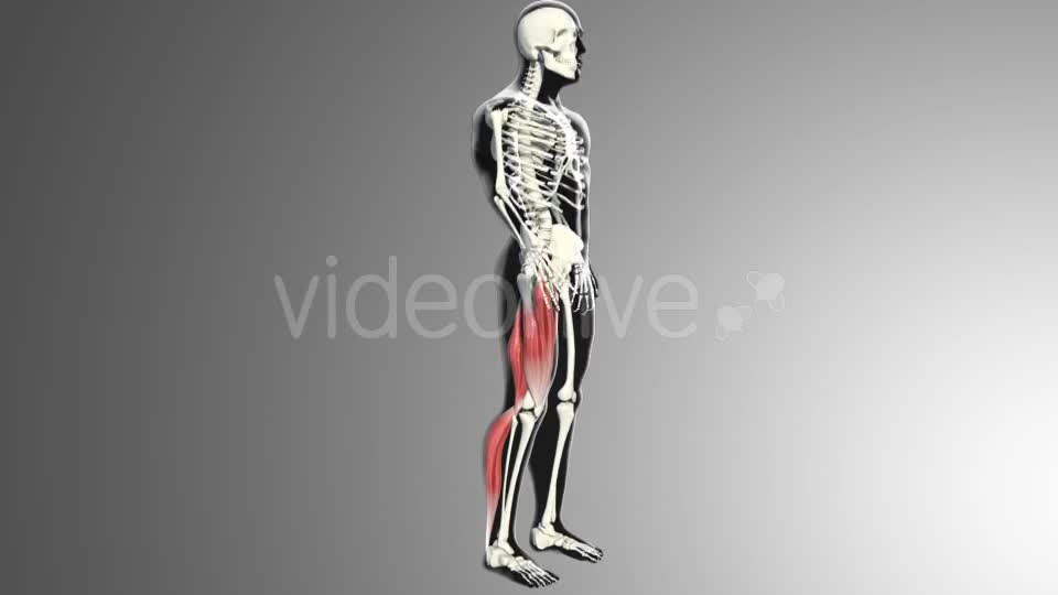 Muscles Of The Back Thigh Videohive 21278443 Motion Graphics Image 1