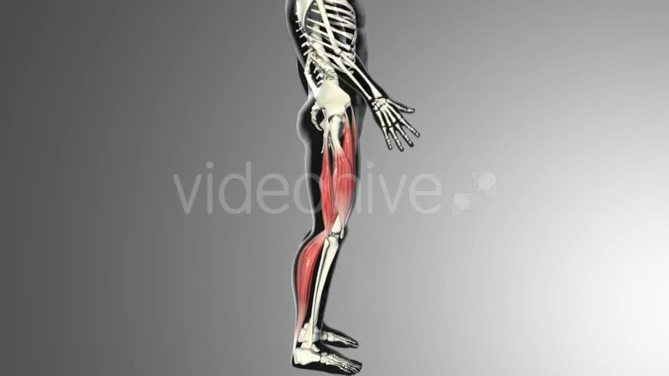 Muscles Of The Back Thigh Videohive 21278443 Motion Graphics Image 2