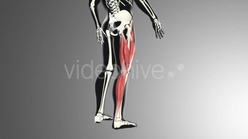 Muscles Of The Back Thigh Videohive 21278443 Motion Graphics Image 3