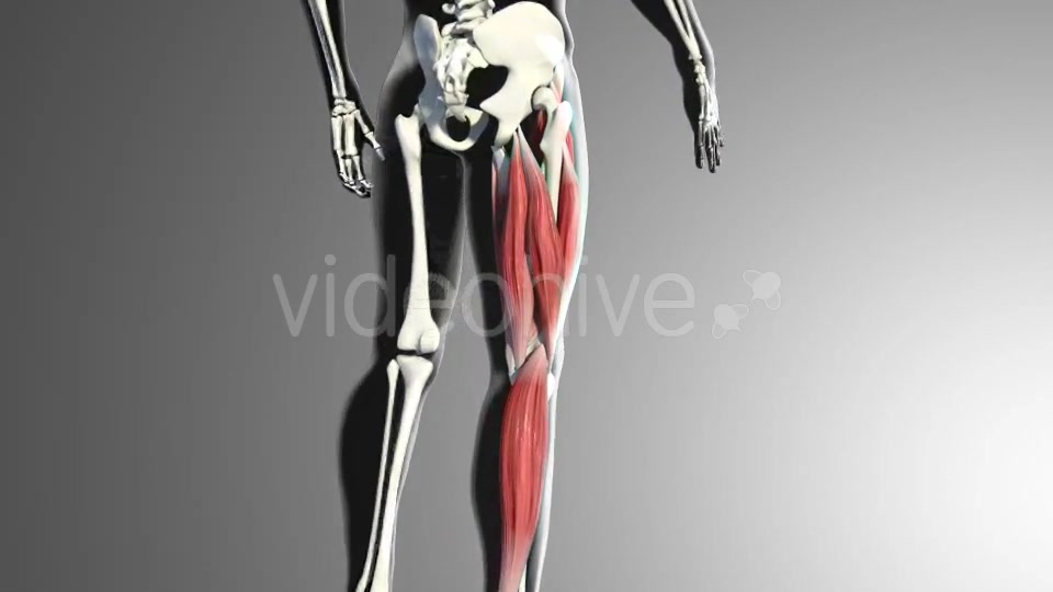 Muscles Of The Back Thigh Videohive 21278443 Motion Graphics Image 4