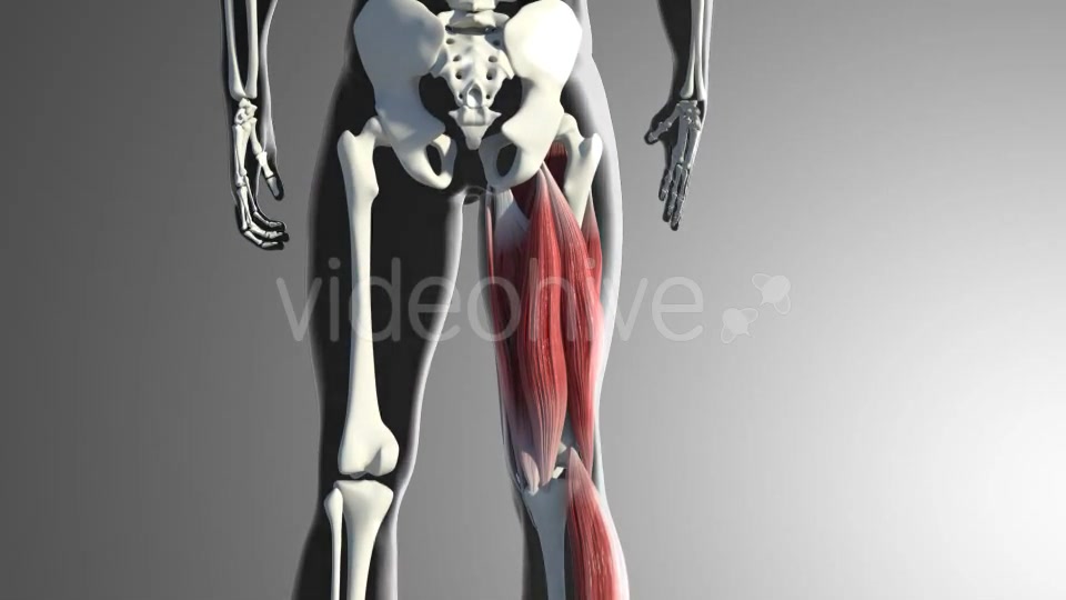 Muscles Of The Back Thigh Videohive 21278443 Motion Graphics Image 5