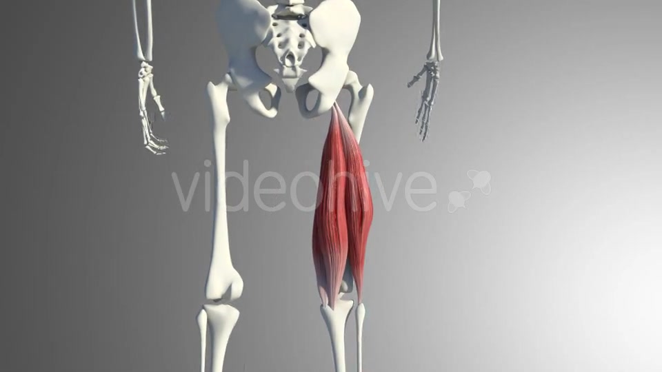 Muscles Of The Back Thigh Videohive 21278443 Motion Graphics Image 6