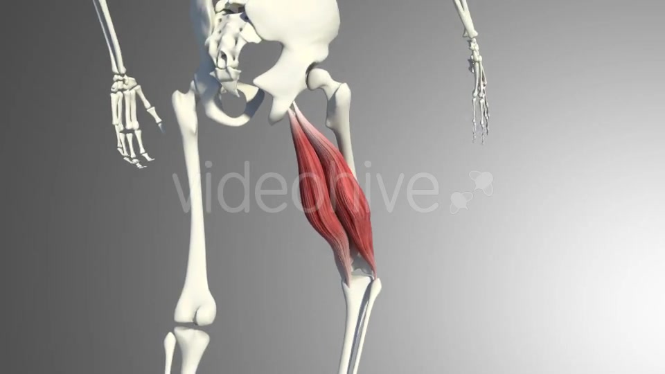 Muscles Of The Back Thigh Videohive 21278443 Motion Graphics Image 7