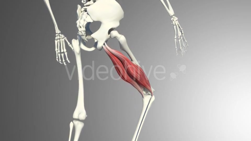 Muscles Of The Back Thigh Videohive 21278443 Motion Graphics Image 8