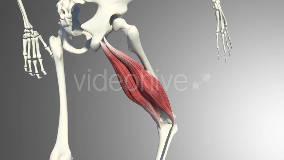 Muscles Of The Back Thigh Videohive 21278443 Motion Graphics Image 9