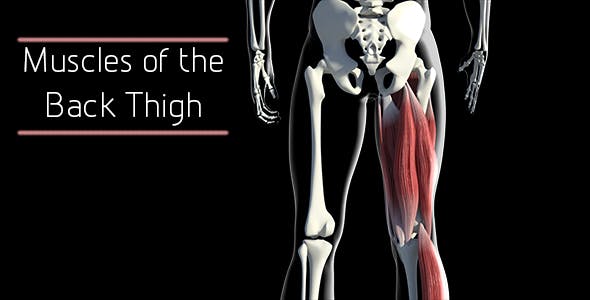 Muscles Of The Back Thigh - Videohive Download 21278443