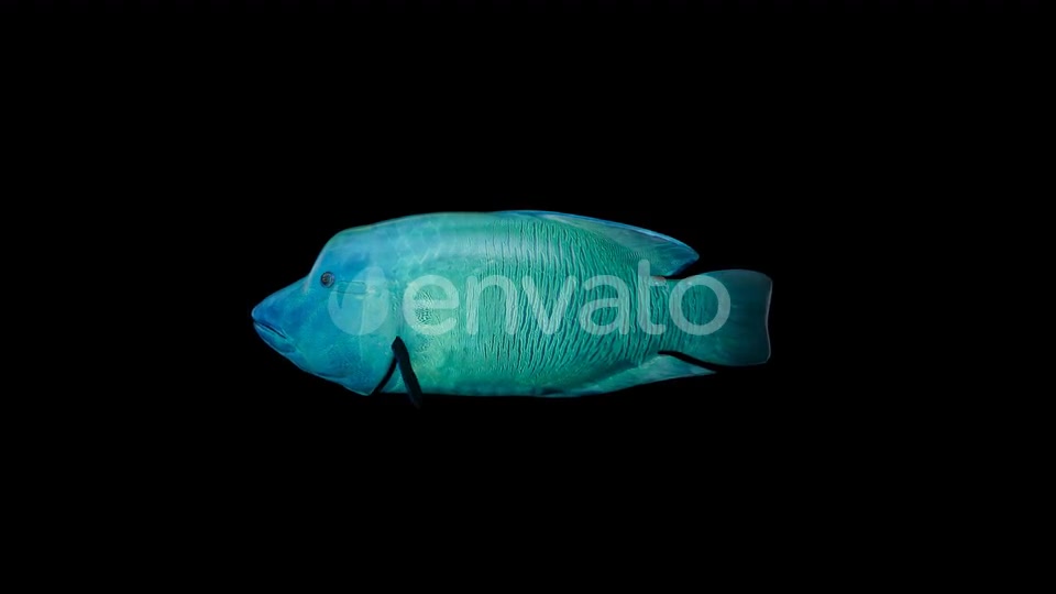 Napoleon Fish Videohive 23003743 Motion Graphics Image 2