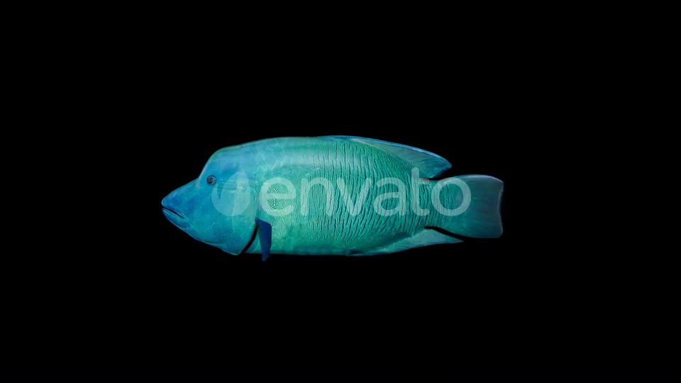 Napoleon Fish Videohive 23003743 Motion Graphics Image 3