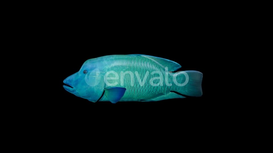Napoleon Fish Videohive 23003743 Motion Graphics Image 4