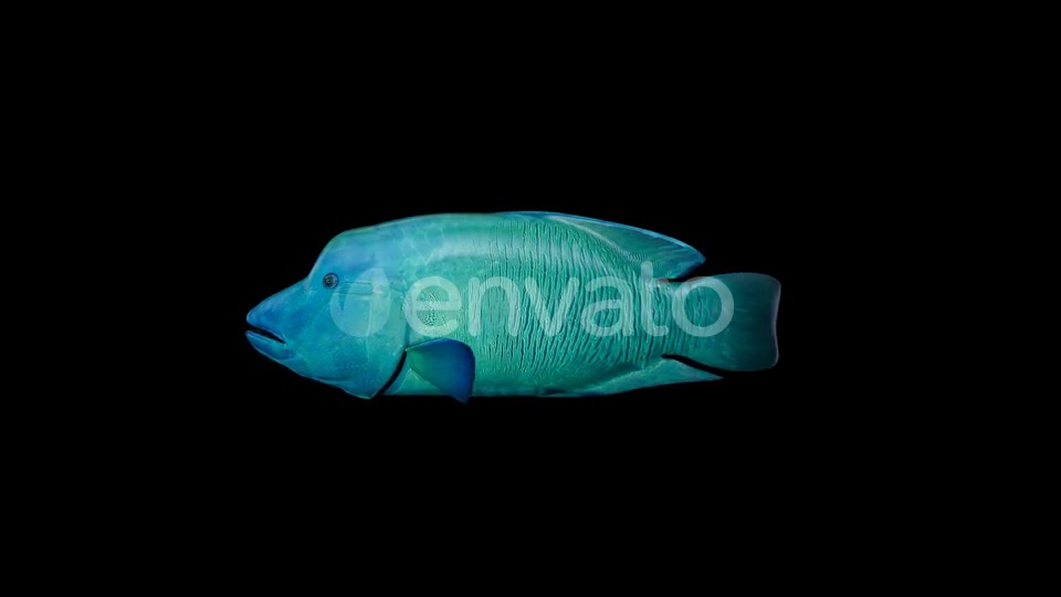 Napoleon Fish Videohive 23003743 Motion Graphics Image 5