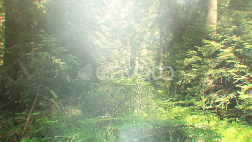 Nature Lights (4K Set 1) Videohive 21651767 Motion Graphics Image 5