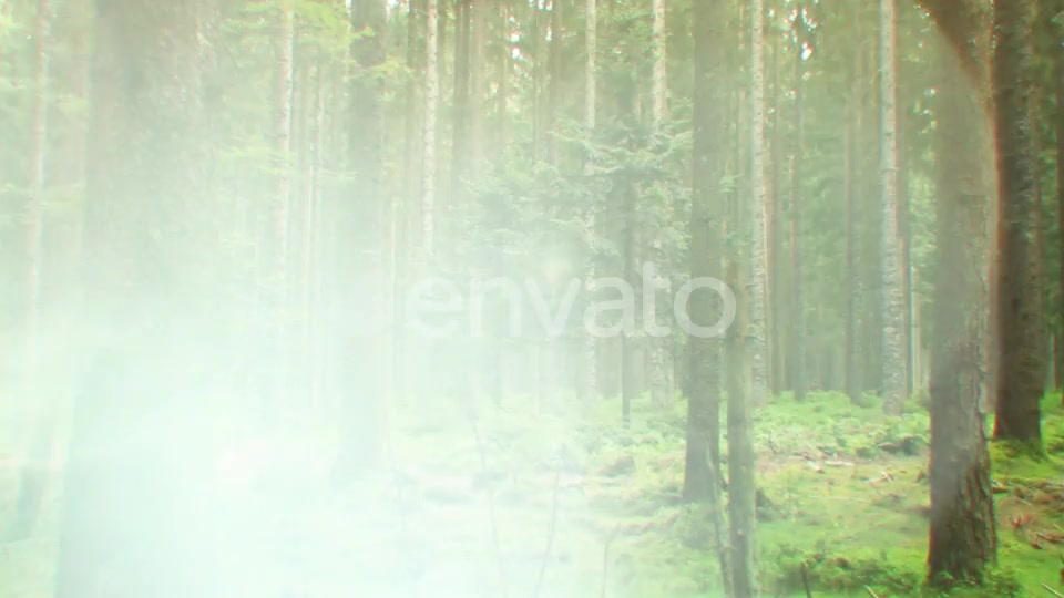 Nature Lights (HD Set 1) Videohive 21596197 Motion Graphics Image 10