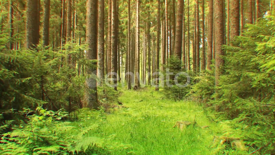 Nature Lights (HD Set 1) Videohive 21596197 Motion Graphics Image 4