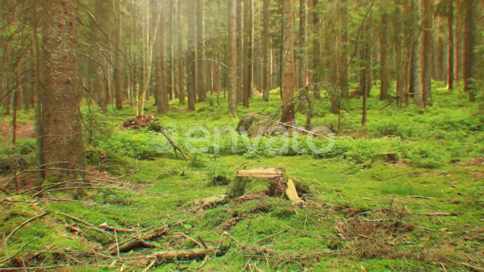 Nature Lights (HD Set 1) Videohive 21596197 Motion Graphics Image 8