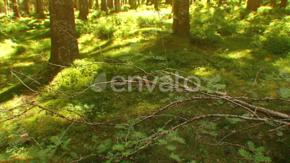 Nature Lights (HD Set 2) Videohive 21643129 Motion Graphics Image 4
