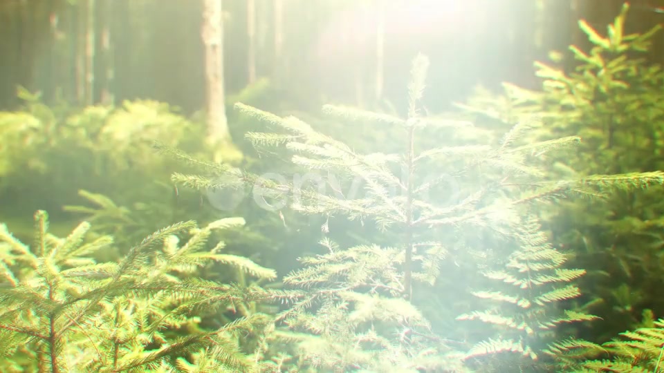 Nature Lights (HD Set 2) Videohive 21643129 Motion Graphics Image 5
