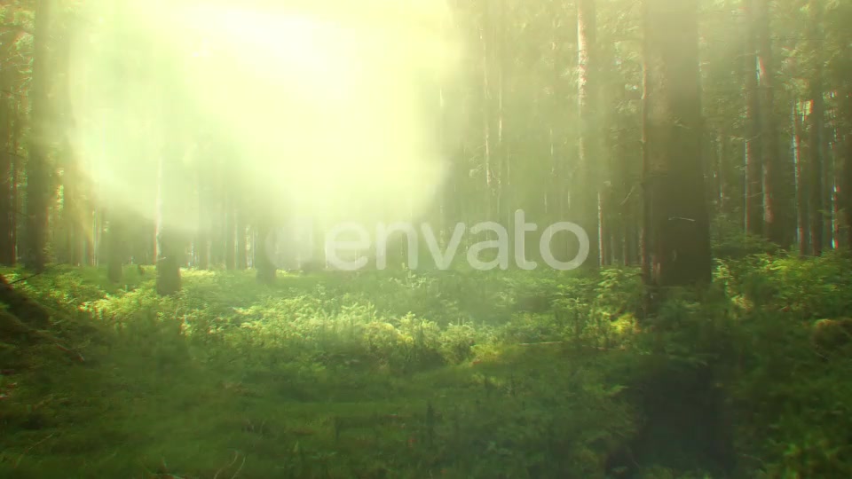 Nature Lights (HD Set 2) Videohive 21643129 Motion Graphics Image 9