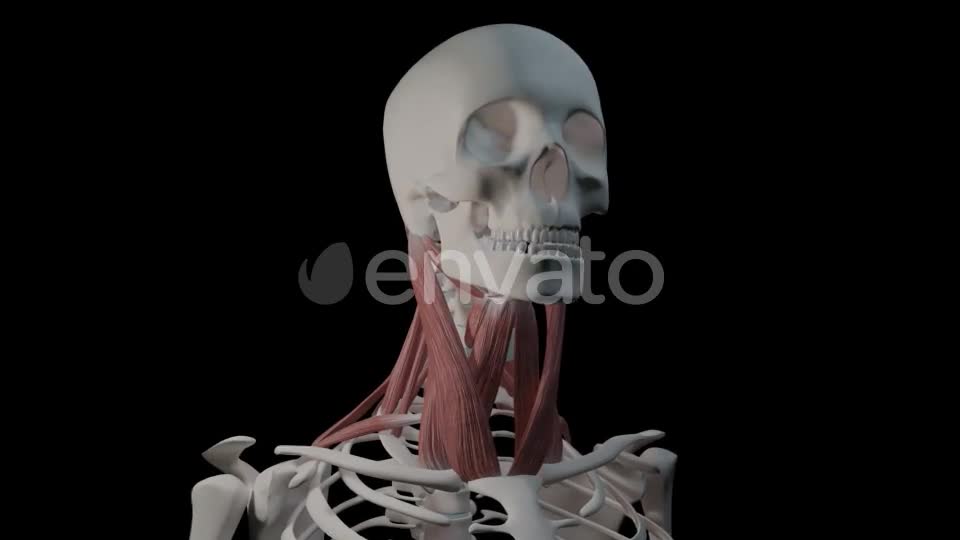 Neck Muscles Videohive 21634518 Motion Graphics Image 1