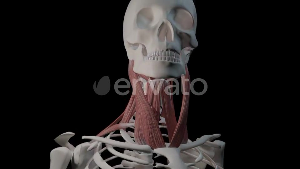 Neck Muscles Videohive 21634518 Motion Graphics Image 10