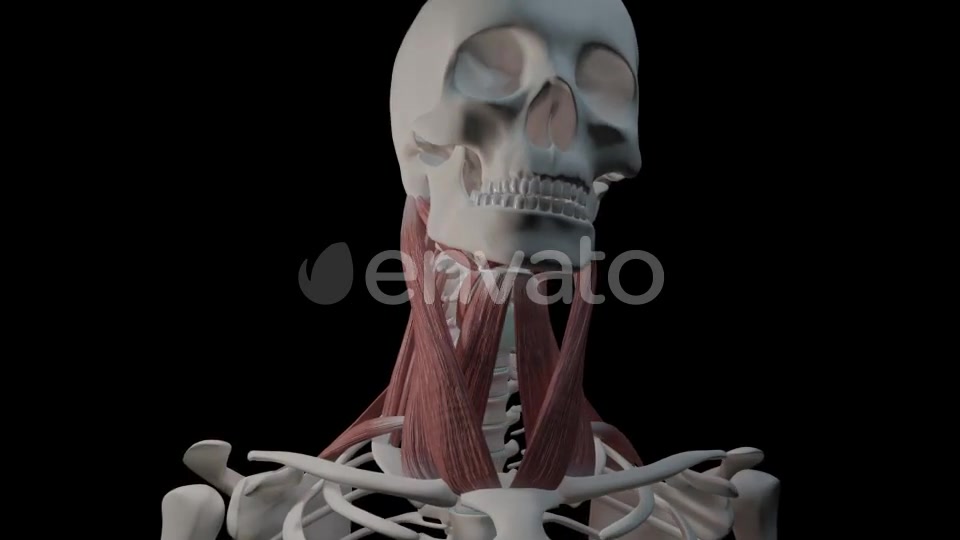 Neck Muscles Videohive 21634518 Motion Graphics Image 11