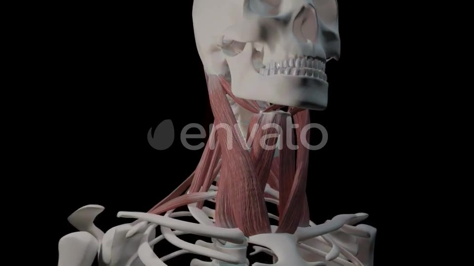 Neck Muscles Videohive 21634518 Motion Graphics Image 2