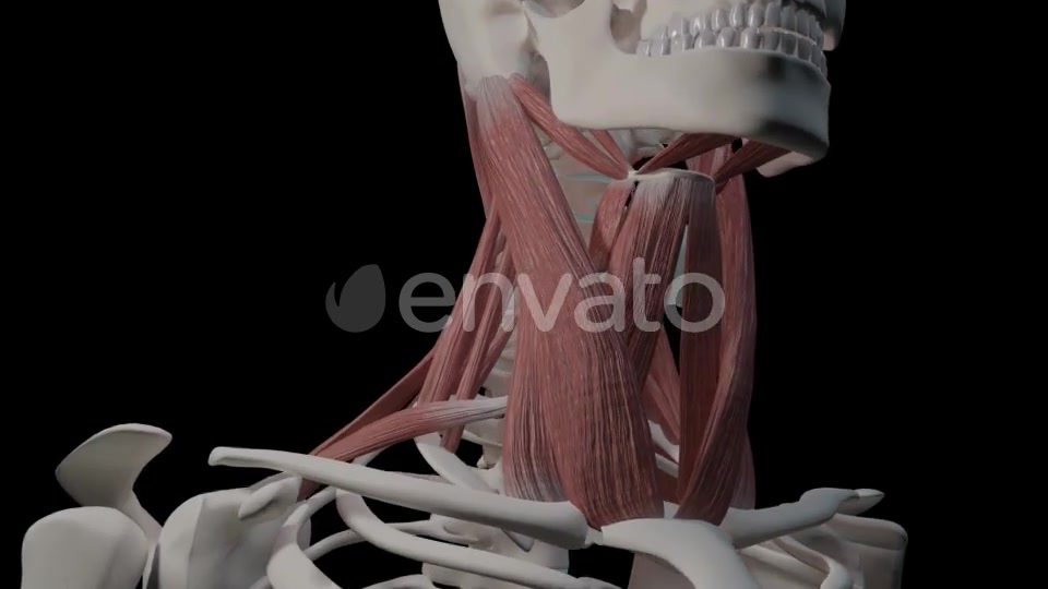 Neck Muscles Videohive 21634518 Motion Graphics Image 3