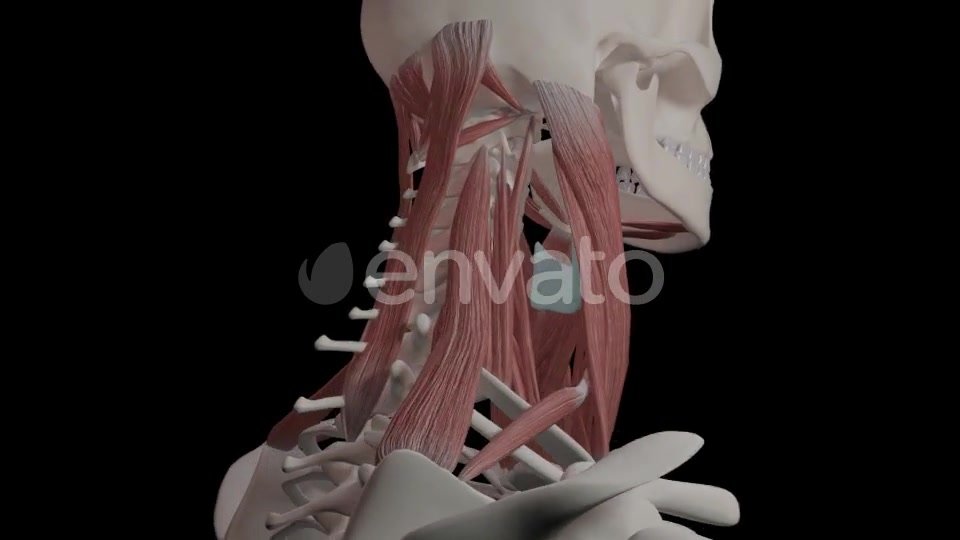 Neck Muscles Videohive 21634518 Motion Graphics Image 4