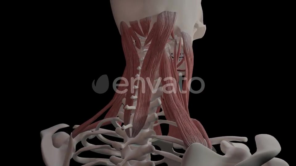Neck Muscles Videohive 21634518 Motion Graphics Image 5