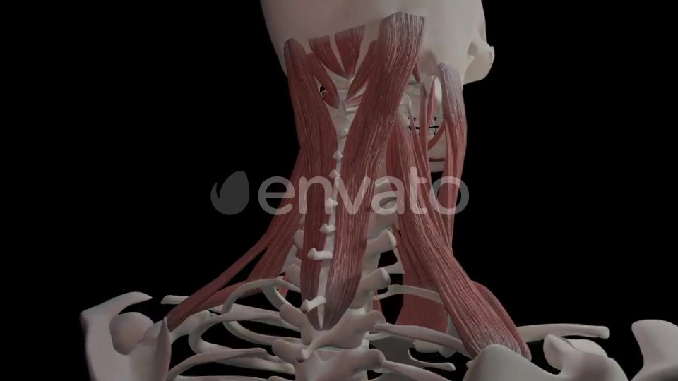 Neck Muscles Videohive 21634518 Motion Graphics Image 6