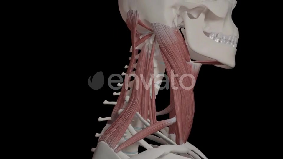 Neck Muscles Videohive 21634518 Motion Graphics Image 7