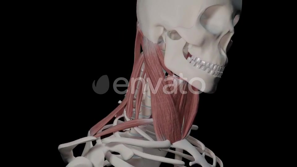 Neck Muscles Videohive 21634518 Motion Graphics Image 8