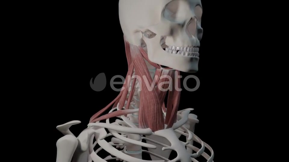 Neck Muscles Videohive 21634518 Motion Graphics Image 9