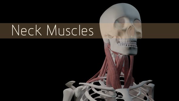 Neck Muscles - Download Videohive 21634518
