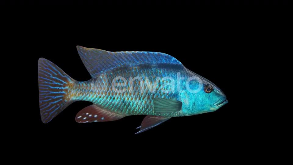 Nimbochromis Fish Videohive 24780864 Motion Graphics Image 1