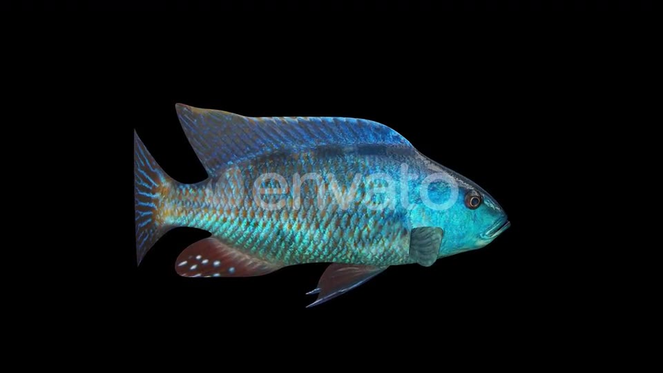 Nimbochromis Fish Videohive 24780864 Motion Graphics Image 2