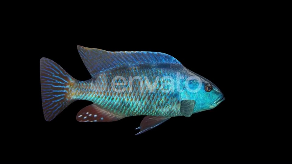 Nimbochromis Fish Videohive 24780864 Motion Graphics Image 3