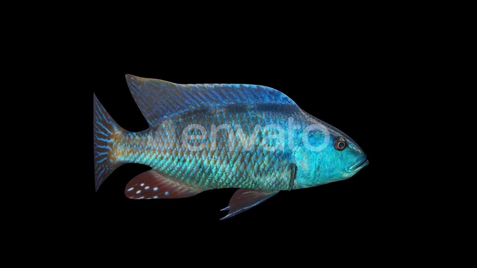 Nimbochromis Fish Videohive 24780864 Motion Graphics Image 6