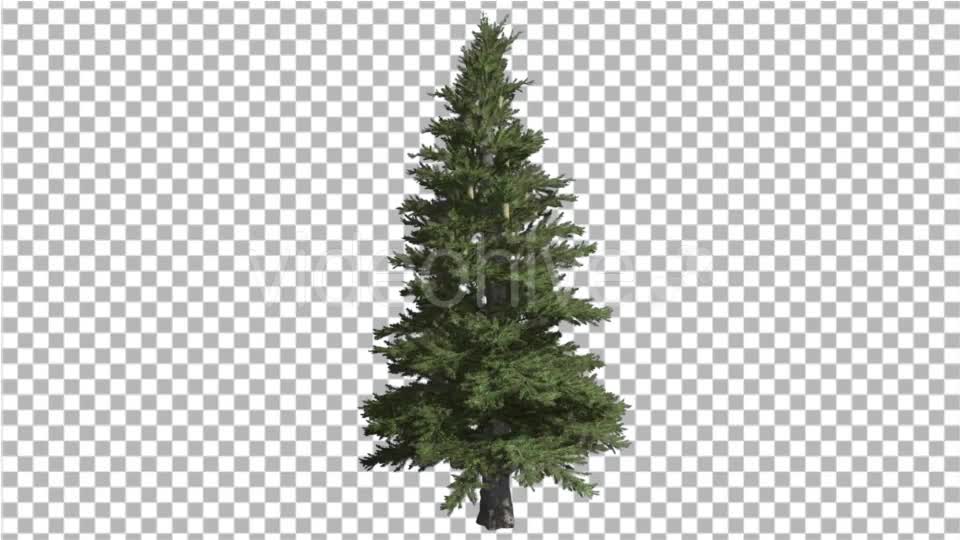 Norway Spruce Picea Abies Branchy Tree Coniferous Videohive 16966051 Motion Graphics Image 1