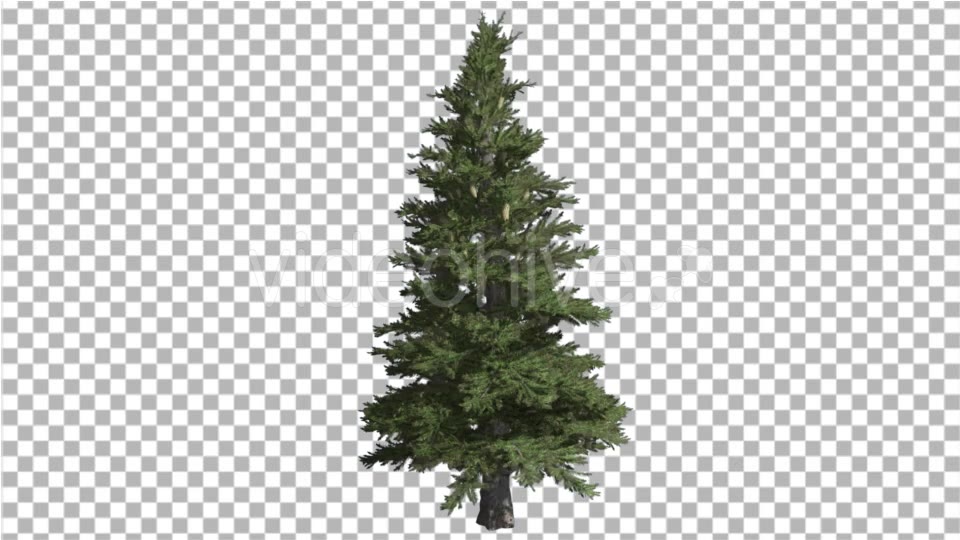 Norway Spruce Picea Abies Branchy Tree Coniferous Videohive 16966051 Motion Graphics Image 3