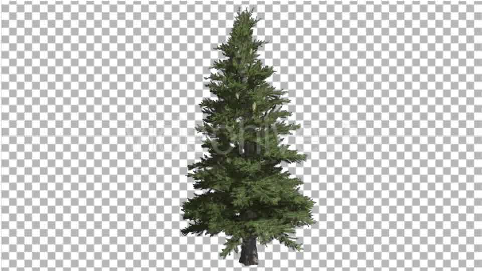 Norway Spruce Picea Abies Branchy Tree Coniferous Videohive 16966051 Motion Graphics Image 9