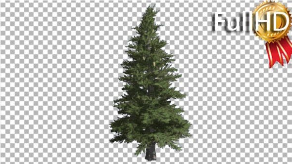 Norway Spruce Picea Abies Branchy Tree Coniferous - Videohive 16966051 Download