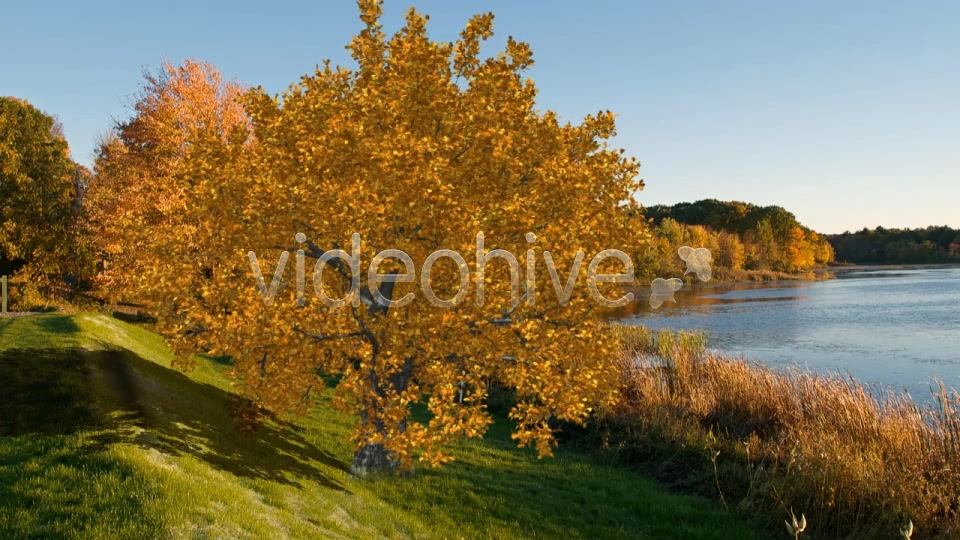 Oak Fall V1 Videohive 8516659 Motion Graphics Image 6