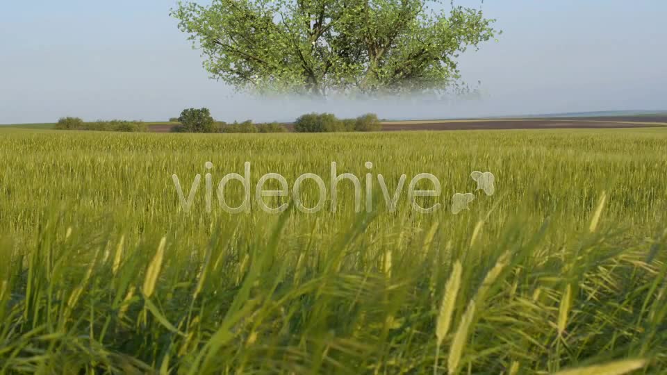 Oak Tree V3 Videohive 4867498 Motion Graphics Image 1