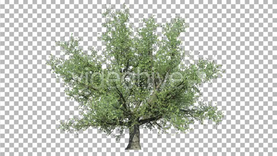 Oak Tree V3 Videohive 4867498 Motion Graphics Image 10
