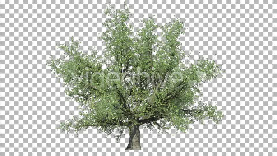 Oak Tree V3 Videohive 4867498 Motion Graphics Image 11